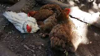 Brahma chickens and a Sussex taking a sandbath by José entrena 26 views 5 years ago 3 minutes, 58 seconds