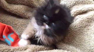 How to prepare your kitten for nail clipping by NJ family 2,853 views 8 years ago 5 minutes, 39 seconds