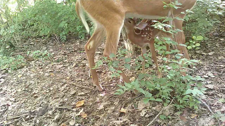 White tailed deer mom and fawn on my trailcam