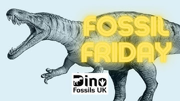 Niger Dinosaur Teeth from the Elrhaz Formation (Fossil Friday Ep 6)