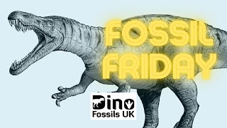 Niger Dinosaur Teeth from the Elrhaz Formation (Fossil Friday Ep 6)