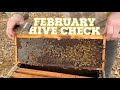 Hive Check for Spring Build-up on a Warm February Day &amp; a Queen Spotting