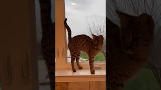Savannah cats hanging in the bathroom🐆 by Lavish Savannah’s 205 views 3 years ago 1 minute, 38 seconds