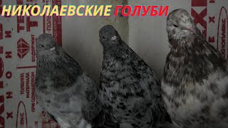 Мраморные Николаевские голуби!