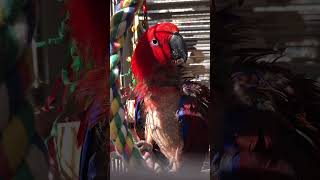 Eclectus Parrots Thoughts about human | #funnyvideo #funnyanimals #funnybirds