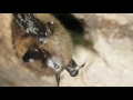 Beginning of video
