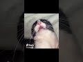 Funny cat memes compilation v17 shorts memes funnycats