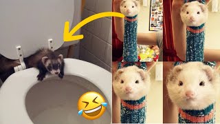 Funny Ferrets Compilation  Funny Ferrets TikTok  Funny Ferrets Fails  Funny Ferrets Videos