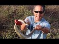 Catching Wild Rattlesnakes!