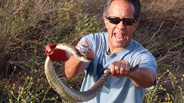 Catching Wild Rattlesnakes!