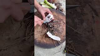 ZT 830000371 mini rotary tillage and ridging all-in one tree 🌴