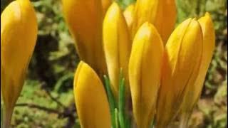 Best Organic Fertilizer (Pro Organic)