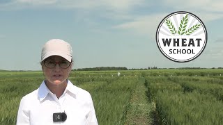 Wheat School: What is a pre-harvest interval and why does it matter