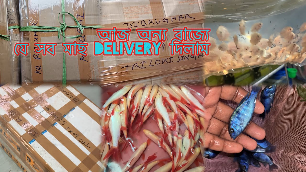 আজ কি কি মাছ বাইরে পাঠালাম || today fish delivery 