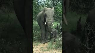 Baby elephant cooling down with mother in wildest Africa
