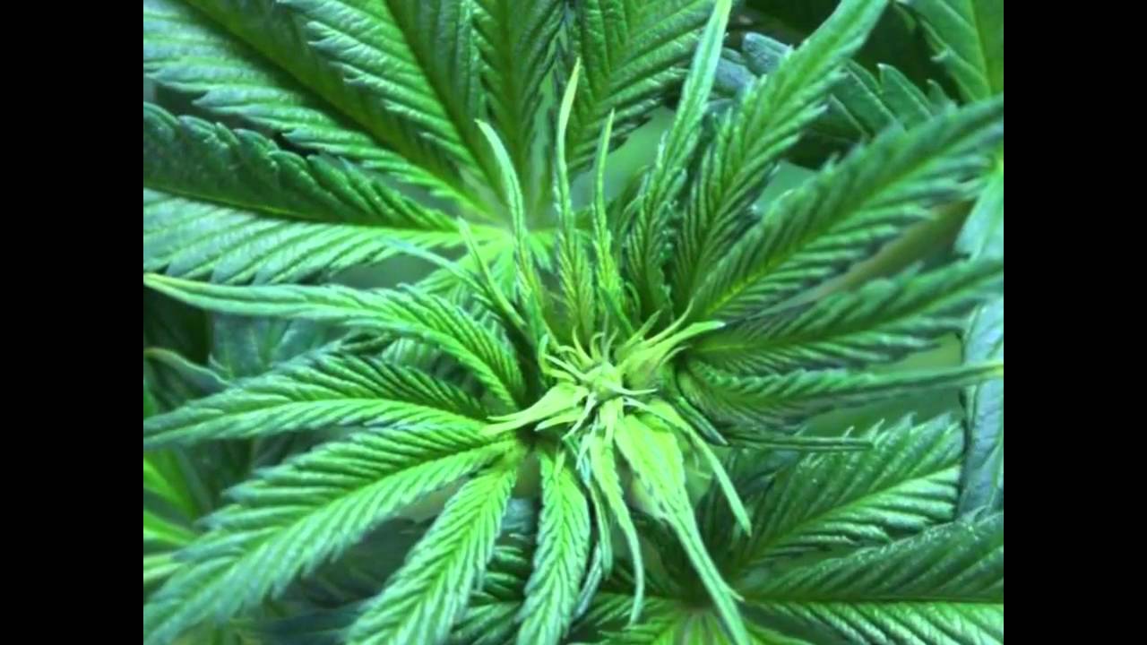 Delicious Seeds - Seguimiento Northern Light Blue - 5 ª parte