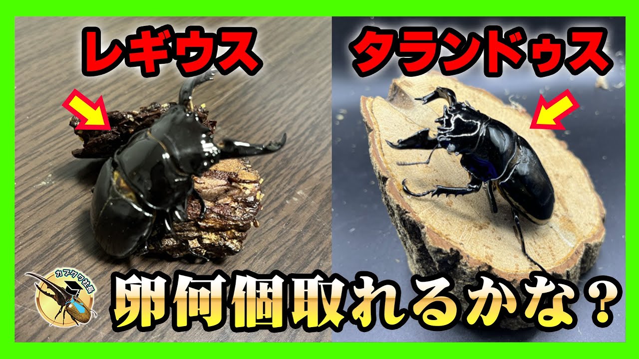 コレクションシリーズタランドゥス、レギュス 人気2種】タランドゥス・レギウスオオツヤクワガタをレイシ棒から採卵