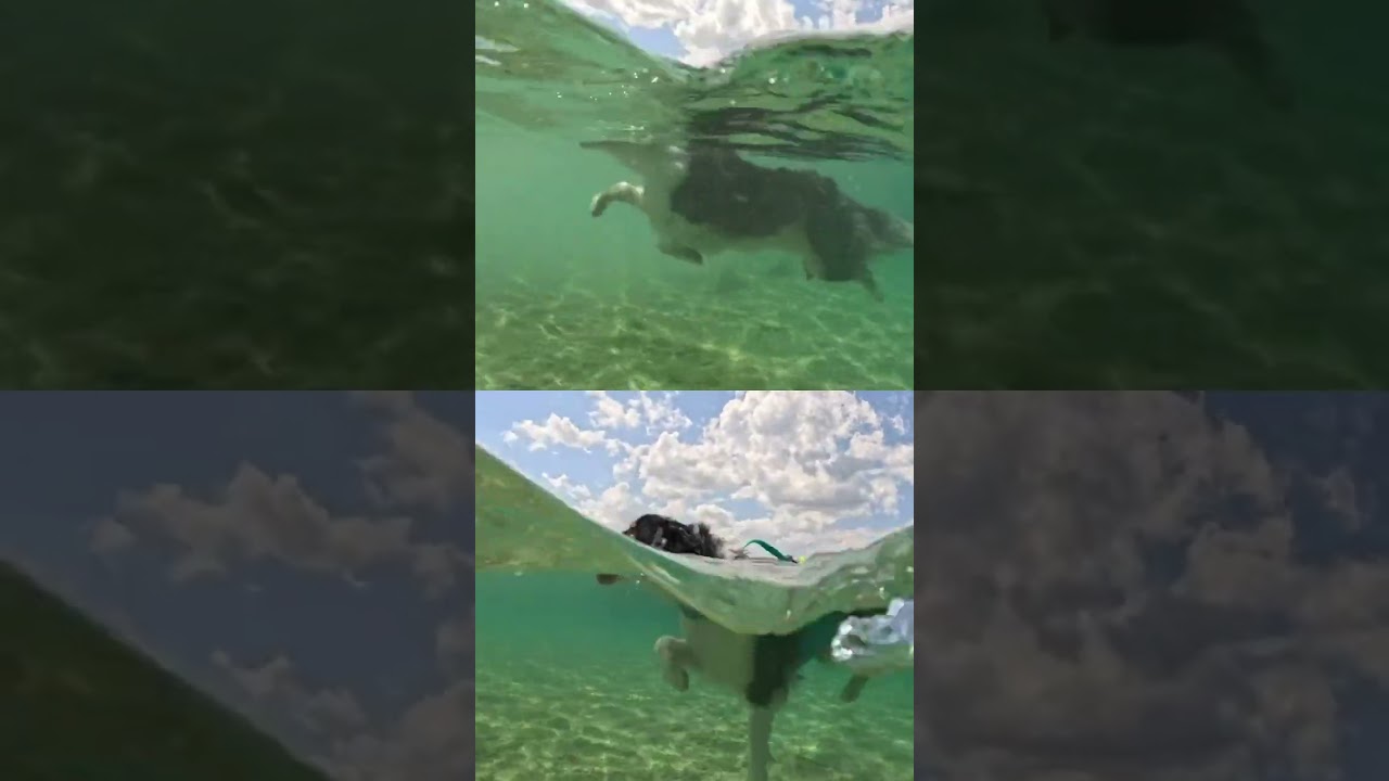 LIFE JACKET vs NO JACKET - swimming dog