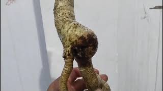 M239 gl rễ sộp 100k LH 0707713796 Khương bonsai 