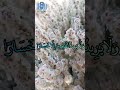 و ننزل من القران ما هو شفاء و رحمة للمومنين رقية شرعية 