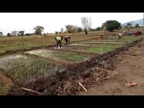 Video: Vitunguu saumu vya msimu wa baridi: kilimo na utunzaji