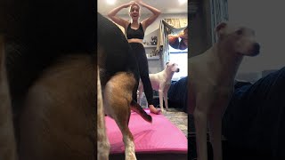 Dog Poops on Yoga Mat During Work Out || ViralHog