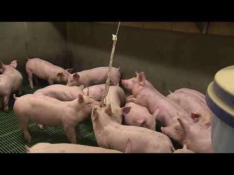Video: Invloed Van Het Toepassen Van Verschillende Meeteenheden Op Rapportage Van Antimicrobiële Consumptiegegevens Voor Varkensbedrijven