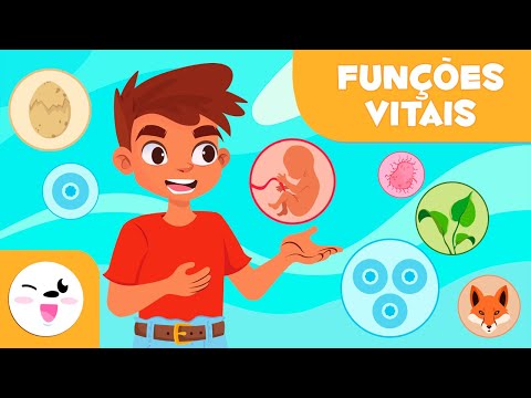 Vídeo: Quais são as principais funções vitais?