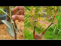 Grafting the middle part of a branch