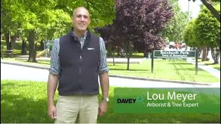 Tree Tips with Lou Meyer - The Spotted Lanternfly