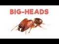 Ant Room Tour | Big-headed Ants