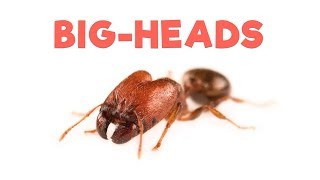 Ant Room Tour | Big-headed Ants