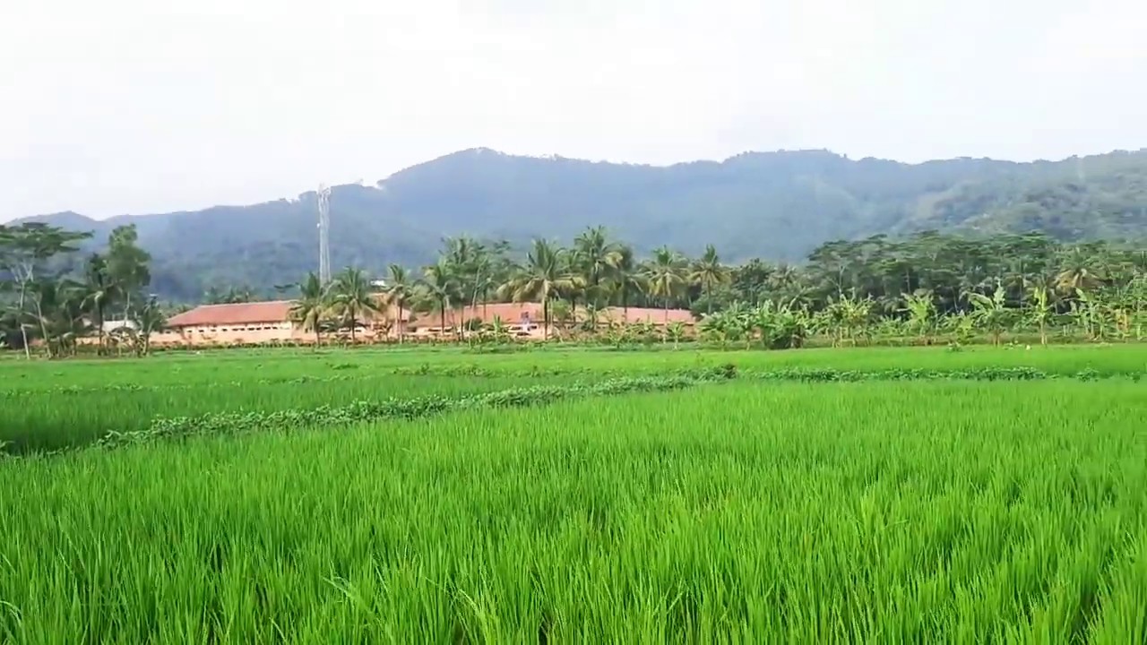 Pemandangan Desa Persawahan, Keindahan Sawah