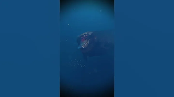 Encountering a Monster as Massive as the Bloop #shorts #thebloop #creature