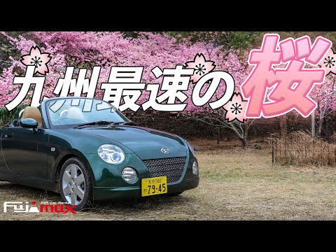 九州で最も早いお花見スポットをオープンカーで走る