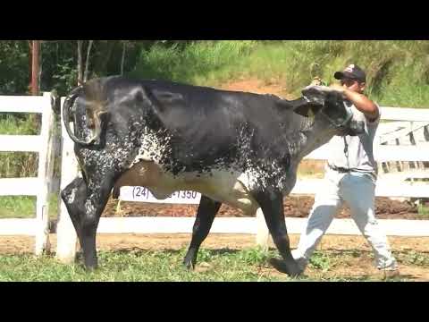 LOTE 38 -   2328   ALIANÇA GENÉTICA