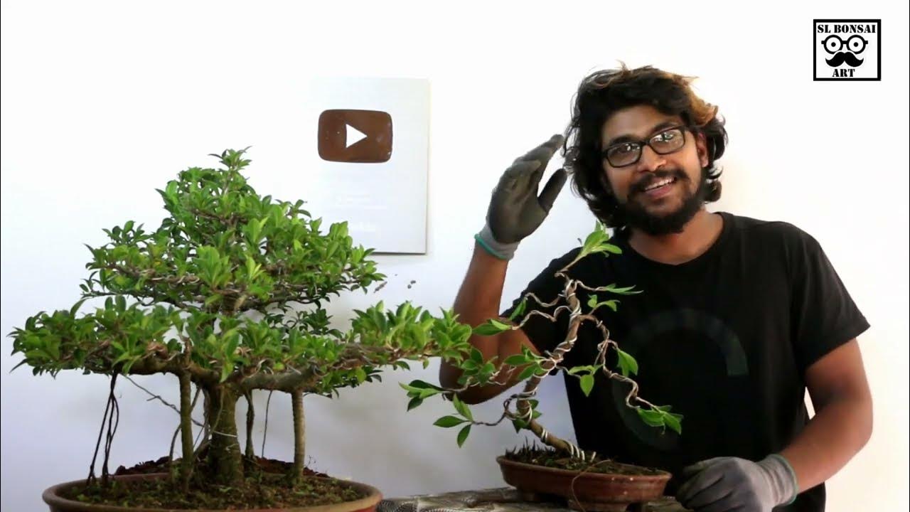 How to make bonsai tree at home ? sl bonsai art ficus tiger bark Bonsai
