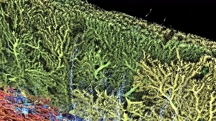 Structured cerebellar connectivity supports resilient pattern separation (Nguyen, Thomas et al 2022)