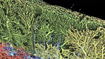 Structured cerebellar connectivity supports resilient pattern separation (Nguyen, Thomas et al 2022)