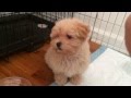 Cute Maltipoo DOMO Wants to Play