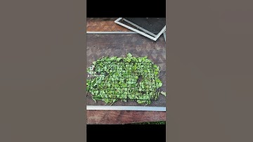 #catnip #gardeningtips