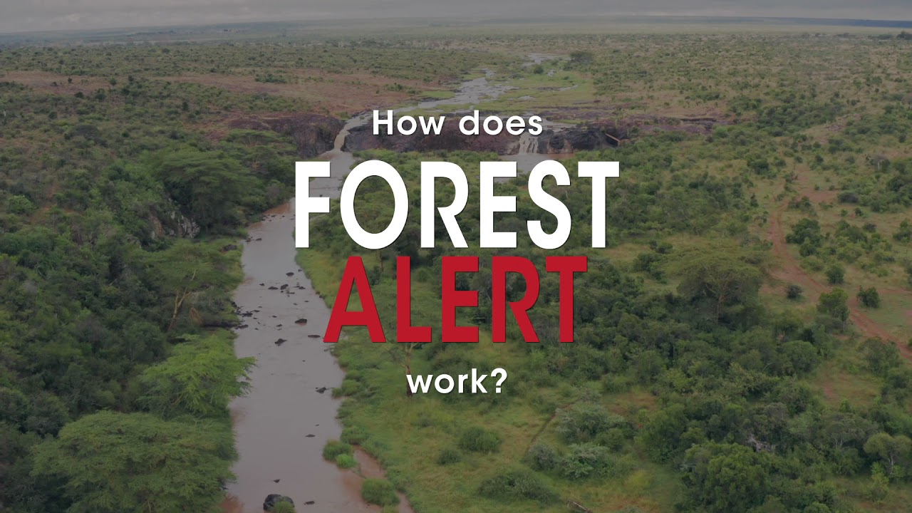 Award Winning Forest Alert System