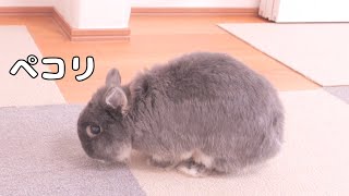 Mimi Adorably Bows After Eating to Say 