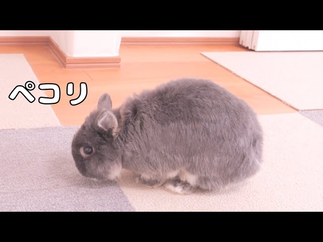 Mimi Adorably Bows After Eating to Say 