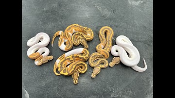 Hypo Ultramel Pied combos!  Triple Recessive + Co-Dom craziness!