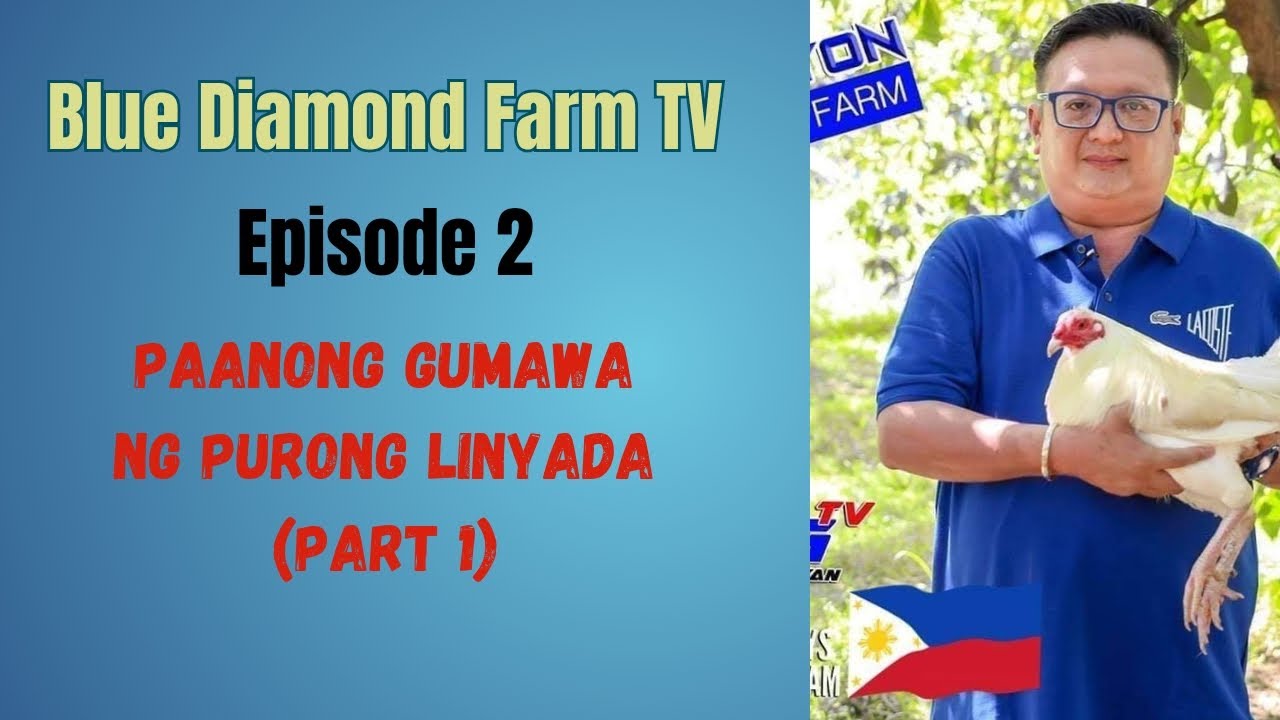Blue Diamond Farm TV Episode 2: Paano Gumawa ng Purong Linyada ng Manok (Part 1)