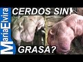 Cerdos sin grasa?