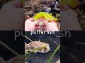 Learn Sea Animal Names at the Waterfall for Babies Kids: Seagull Pufferfish Shrimp Hammerhead Shark