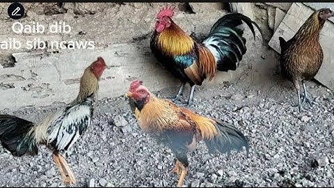 Qaib dib tuaj zoo thiab qaib sib ncaws 