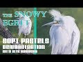 Painting a Snowy Egret - How to Paint a Bird with Pastel - Wildlife Art Lesson